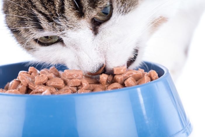 Pet Food PRO: Functional hydrocolloid blends for wet pet food