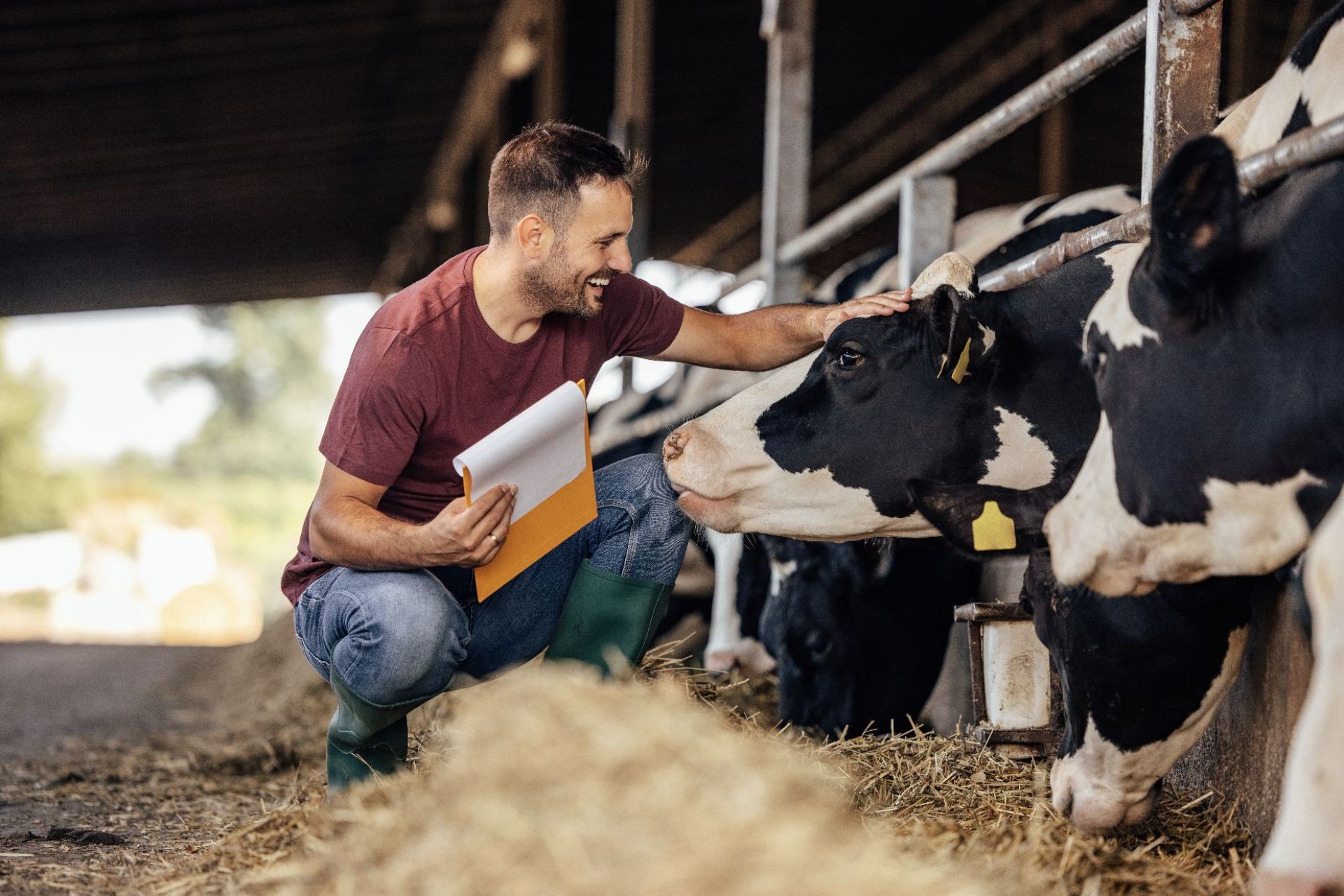 Farmer with cows.jpg